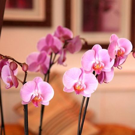Castel De Siam Hotel อูลกัท ภายนอก รูปภาพ