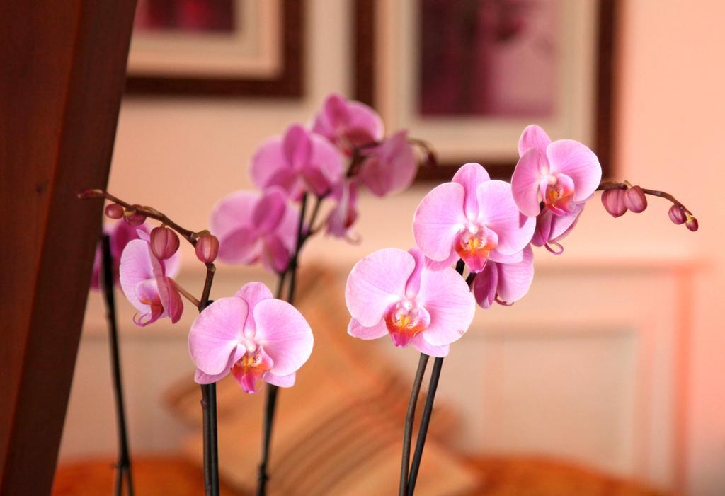 Castel De Siam Hotel อูลกัท ภายนอก รูปภาพ