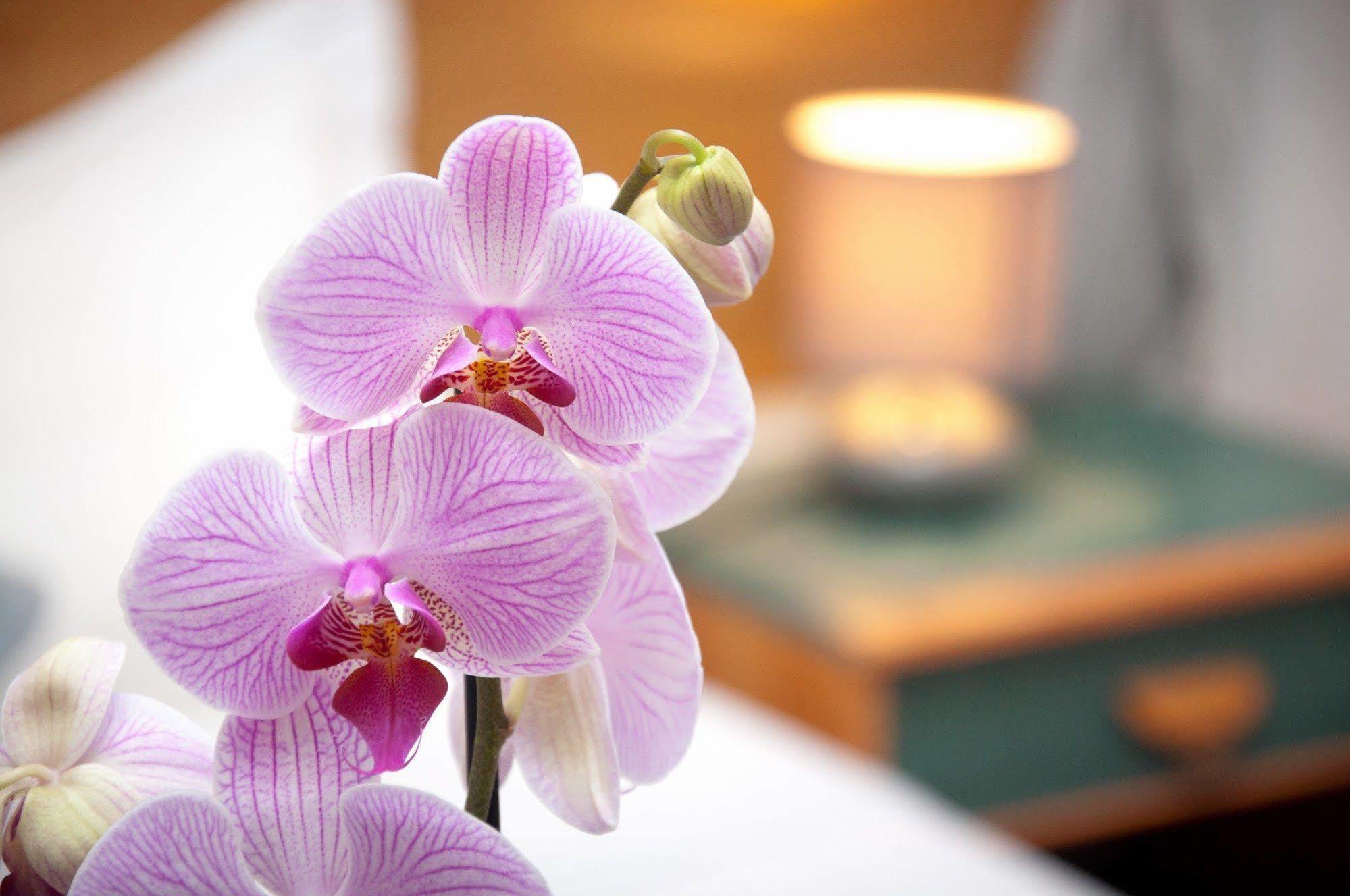 Castel De Siam Hotel อูลกัท ภายนอก รูปภาพ